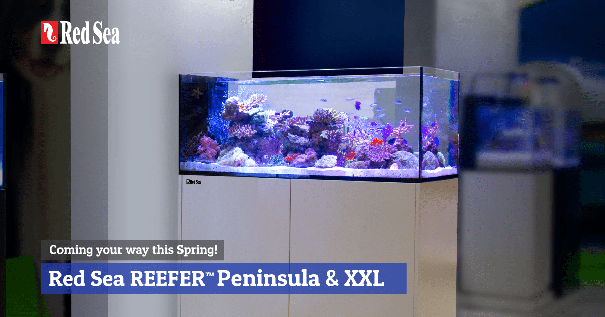 Red Sea's spectacular Peninsula style and super-sized REEFERS are coming  your way this spring!