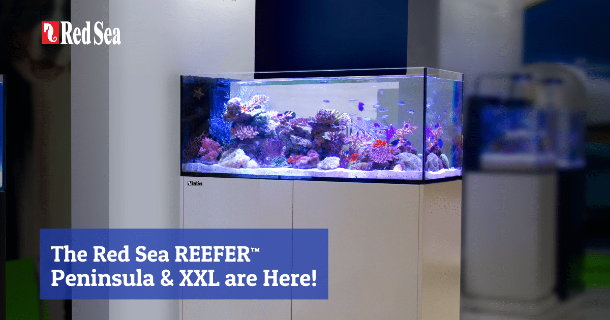 Red Sea's spectacular and super-sized REEFERS are HERE!