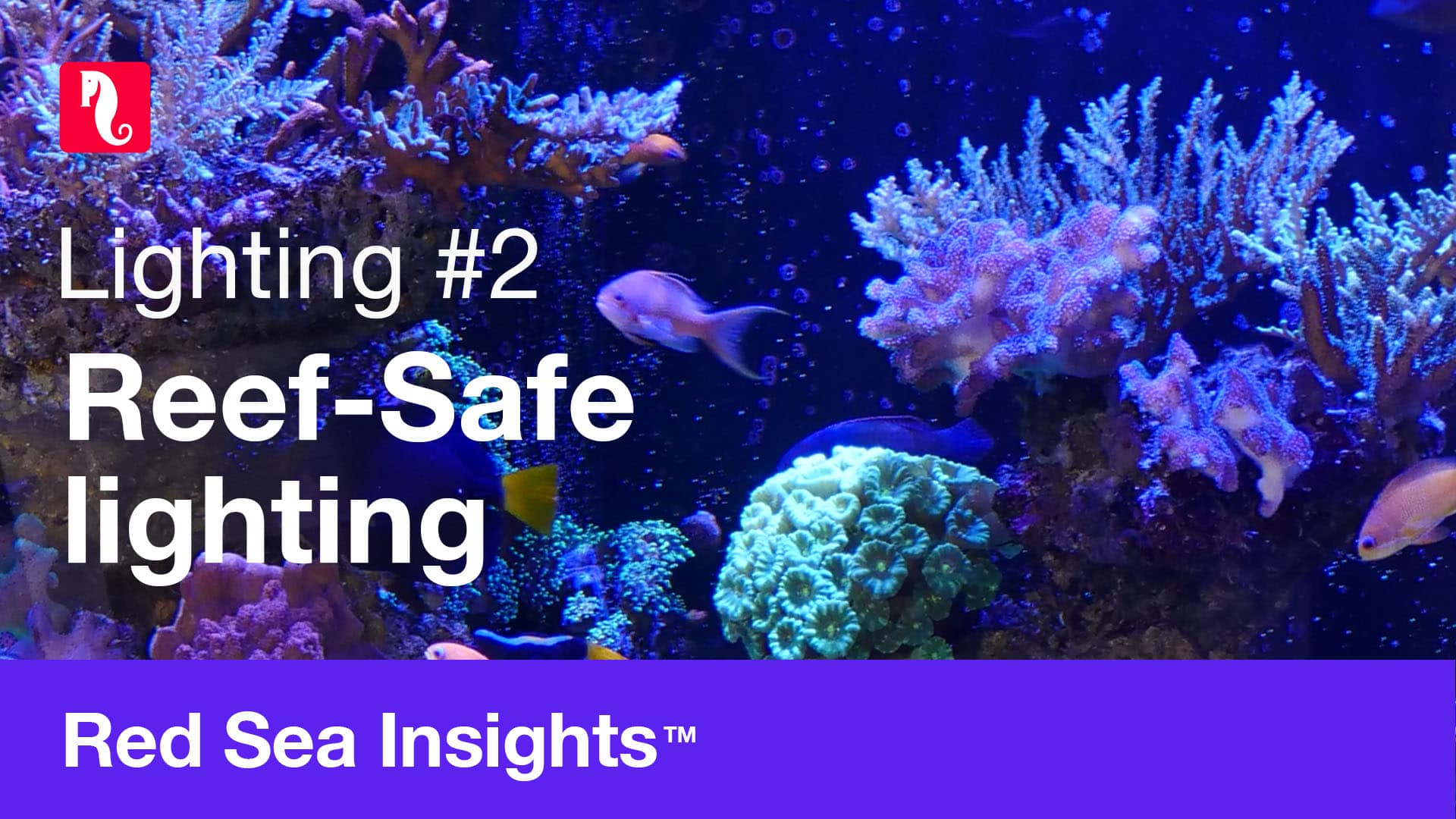Image showcasing Episode #2. What makes aquarium lighting Reef-Safe? - Red Sea