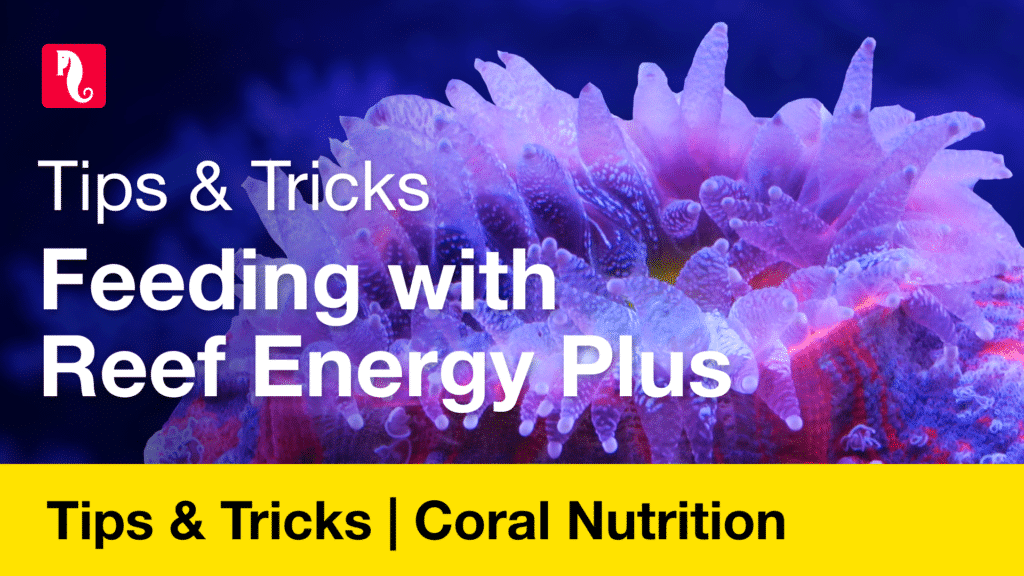 Tips & Tricks – Feeding with Reef Energy Plus