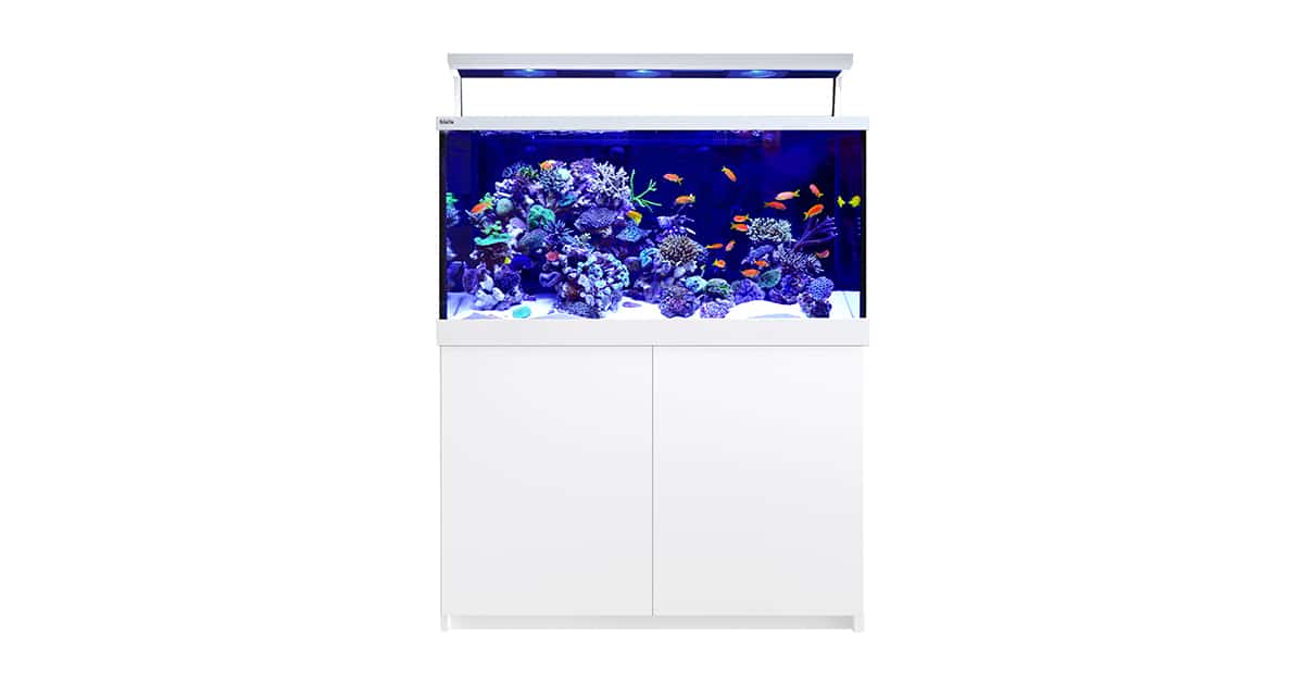 sora そら様 maxspect AD600 redsea500ロール4個 3つセット（Protein