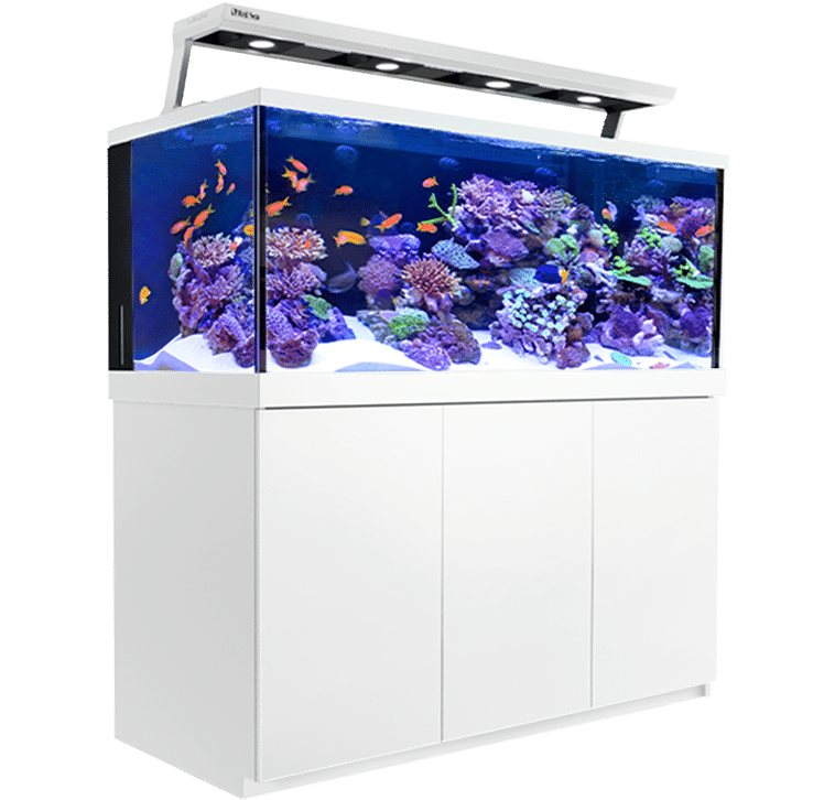 Red Sea Self Support Product Max-videos Videos