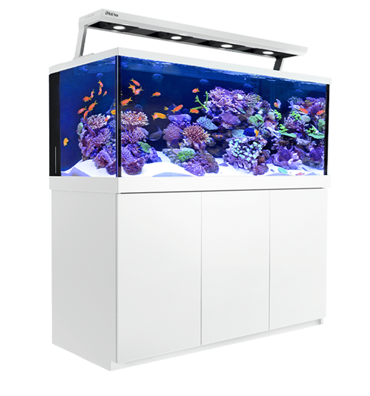 Mini Insert Red Sea Video Guides - Red Sea