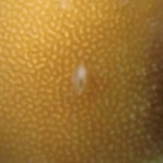 LPS parasitic copepod