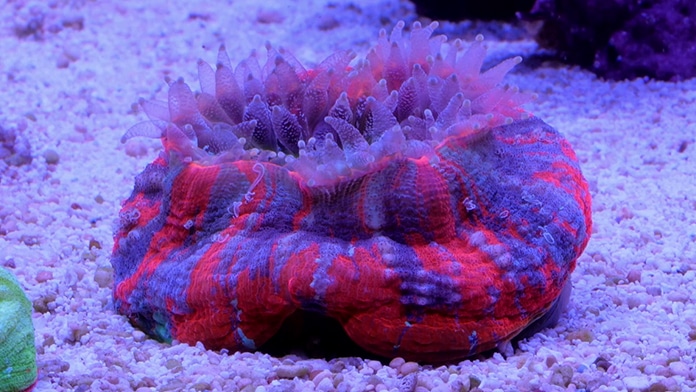 fluffed up coral