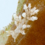 Montipora-eating nudibranchs pale