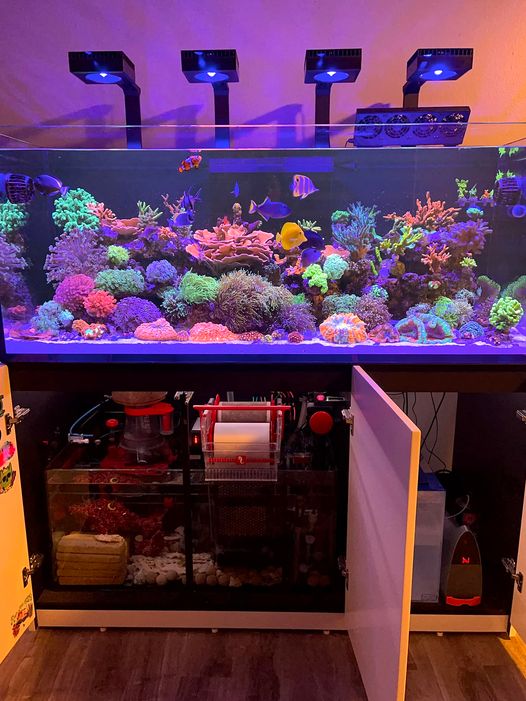 The REEFER G2+ | The perfect foundation for any thriving reef