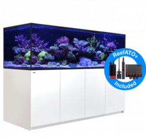 Red Sea Self Support